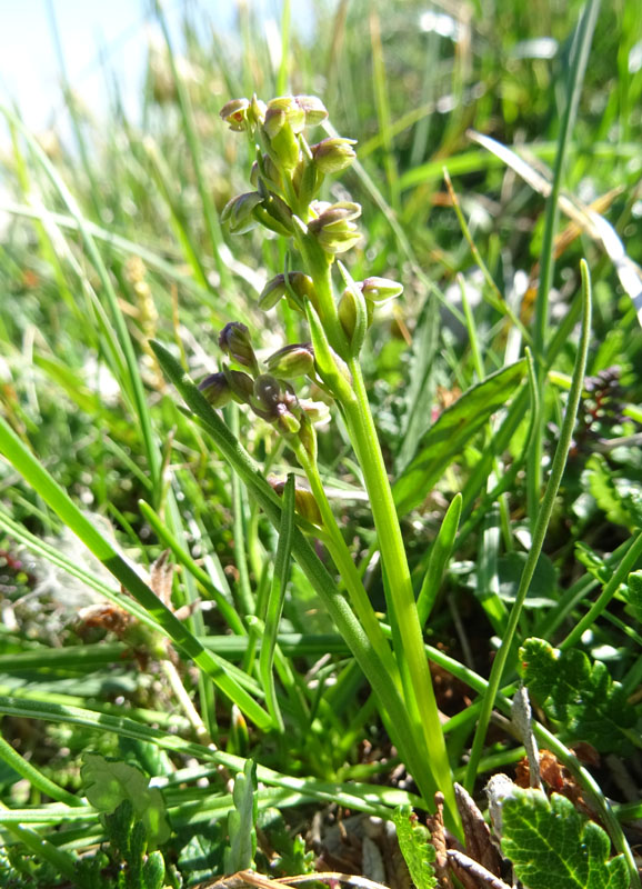 Chamorchis alpina